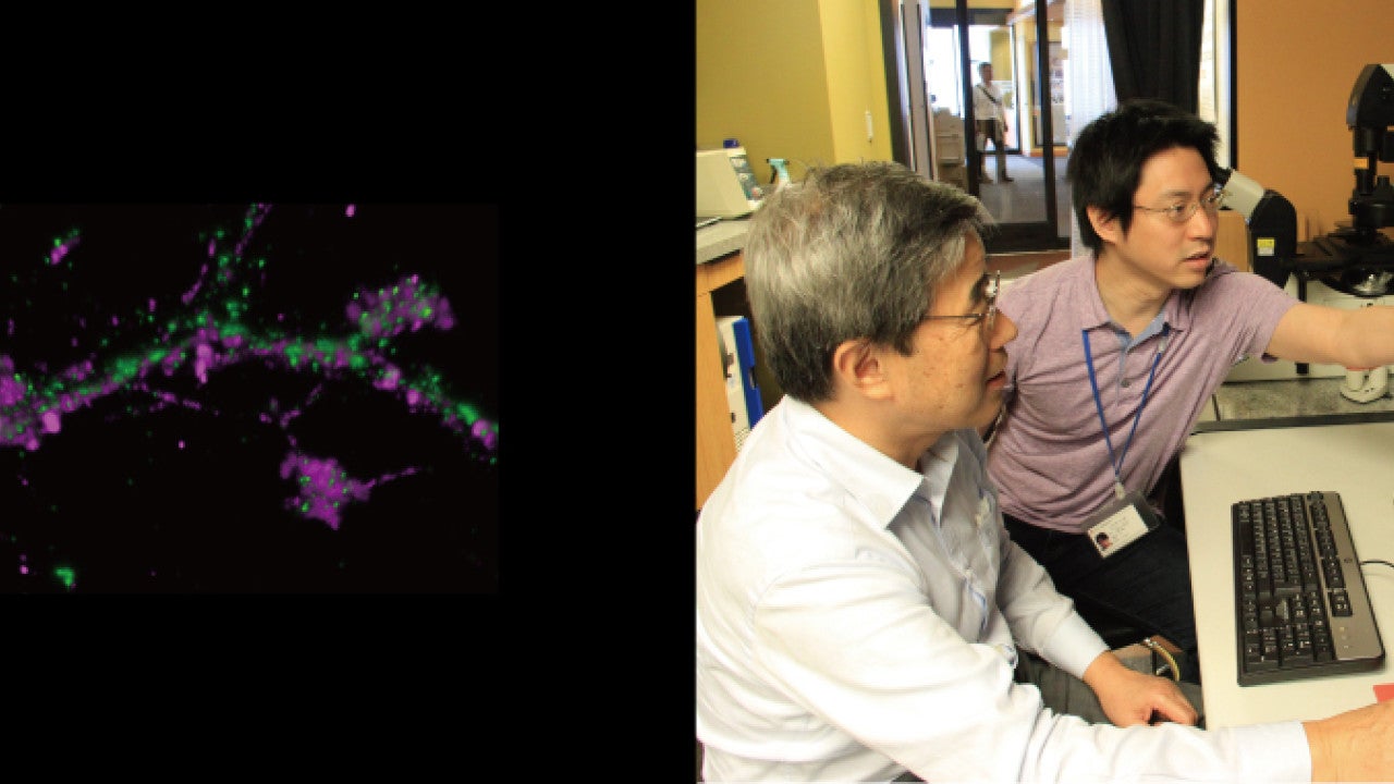 多動性障害のメカニズム解明に挑む | 沖縄科学技術大学院大学（OIST）